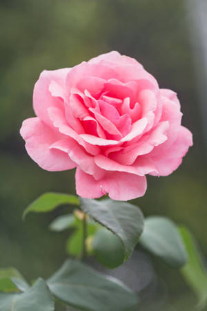 Blooming Pink Rose Iphone Wallpaper