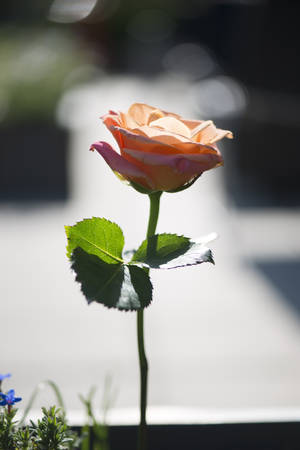 Blooming Pink Rose - Symbol Of Grace And Elegance Wallpaper