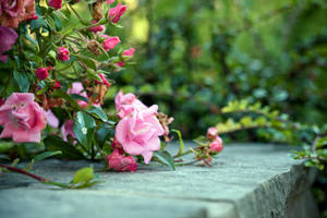 Blooming Pink Roses On Concrete Surface Wallpaper