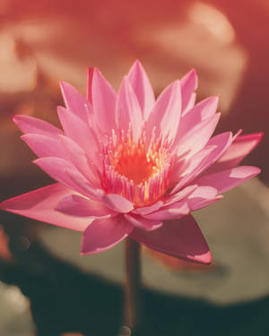 Blooming Pretty Pink Lotus Flower Wallpaper
