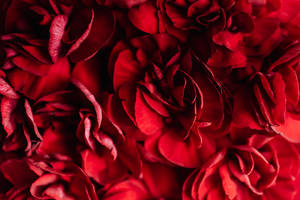 Blooming Red Roses Wallpaper