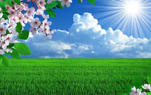 Blooming Rice Field Sunny Day Wallpaper