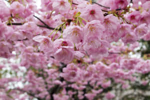 Blooming Sakura Branches.jpg Wallpaper