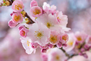 Blooming Sakura Branches Wallpaper
