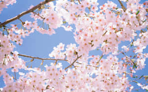 Blooming Sakura Branches Springtime Wallpaper