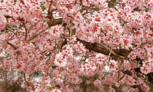 Blooming Sakura Tree Branches Wallpaper