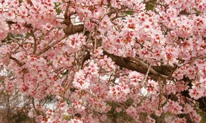 Blooming Sakura Tree Branches Wallpaper