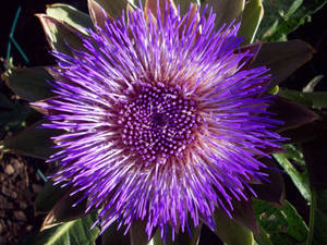 Blooming Violet Artichoke Flower Macro Shot Wallpaper