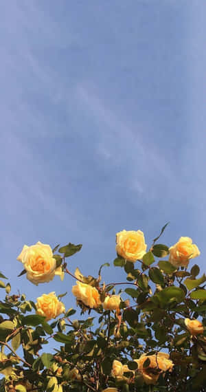 Blooming With Beauty Wallpaper