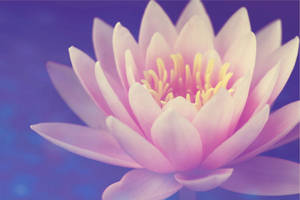 Blossomed Lotus Flower Wallpaper