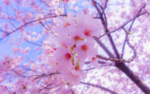 Blossoming Sakura Branches.jpg Wallpaper