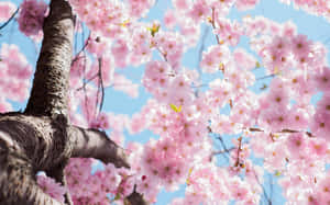 Blossoming Sakura Tree Against Blue Sky Wallpaper