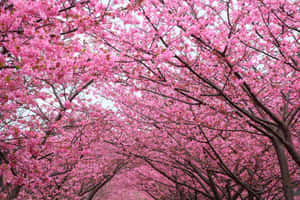 Blossoming Sakura Tunnel Wallpaper