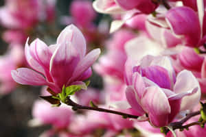 Blossoming Saucer Magnolia Tree Wallpaper