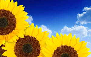 Blossoming Sunflower Aesthetic Daytime Wallpaper