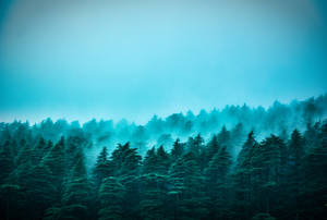 Blue Aesthetic Foggy Forest Wallpaper