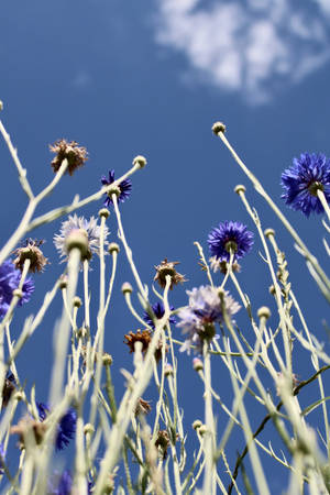 Blue Aesthetic Wildflowers Wallpaper