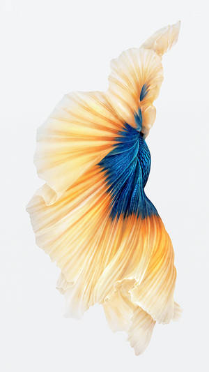 Blue And Gold Fish Tail Wallpaper