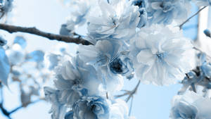 Blue And White Aesthetic Of Tree Flower Wallpaper