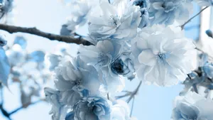 Blue And White Aesthetic Of Tree Flower Wallpaper