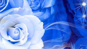 Blue And White Blooming Roses Wallpaper