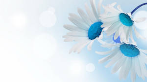 Blue And White Blooms Of Daisies Wallpaper
