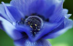 Blue Anemone Flower Wallpaper