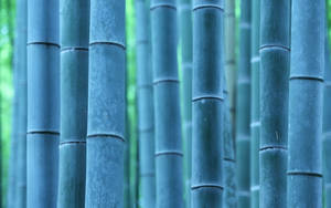 Blue Bamboo Poles Wallpaper