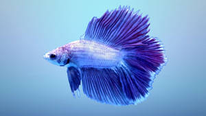 Blue Betta Fish Wallpaper