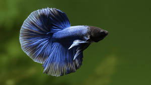 Blue Betta Fish Wallpaper