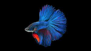 Blue Betta Fish Wallpaper