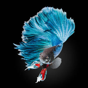 Blue Betta Fish Wallpaper