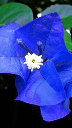 Blue Bougainvillea Flower Wallpaper