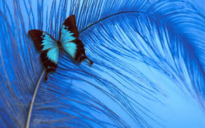 Blue Butterfly Aesthetic On Feather Wallpaper