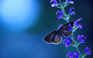 Blue Butterfly Aesthetic On Orchids Wallpaper