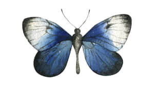 Blue Butterfly Realistic Illustration Wallpaper