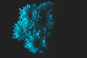 Blue Chrysanthemum Flowers Wallpaper