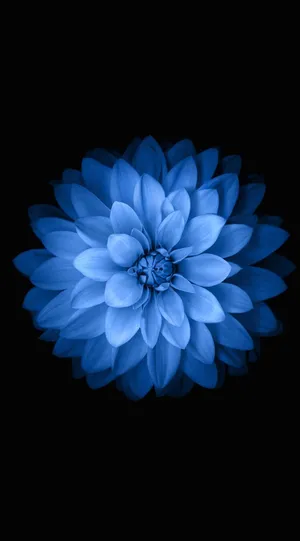 Blue Dahliaon Black Background Wallpaper