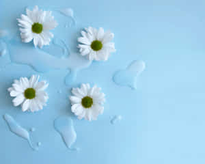 Blue Daisies For Ipad Wallpaper