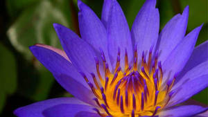 Blue Egyptian Water Lily Wallpaper