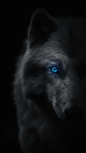 Blue-eyed Epic Wolves Wallpaper