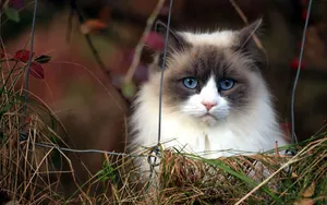 Blue Eyed Furry Cat Wallpaper