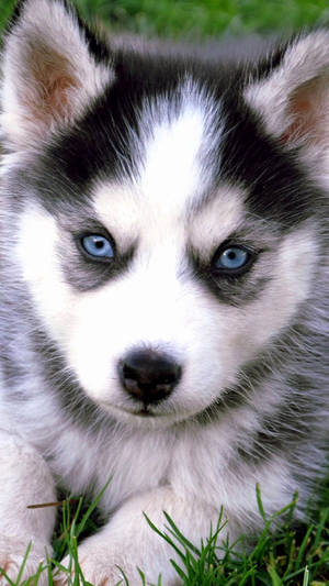 Blue-eyed Husky Puppy Wallpaper