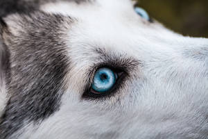 Blue-eyed Wolf Wallpaper