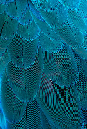 Blue Feather Pattern Wallpaper