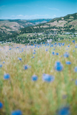 Blue Flowers Hill View Wallpaper