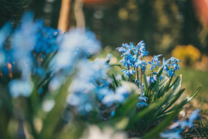 Blue Flowers Image Wallpaper