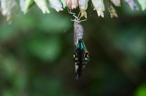 Blue Green Butterfly Cocoon Wallpaper