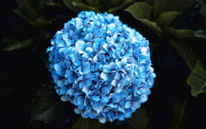 Blue Hydrangea Beautiful Flower Wallpaper