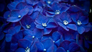 Blue Hydrangea Flowers Wallpaper